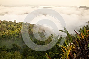 Fantastic tropical forest view, beautiful orchids are in bloom in the cliff. Canopy of evergreen forest and fog backgrounds. Thai-