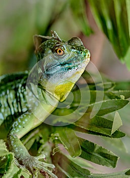 Fantastic tropical macro green iguana eye. Selective focus on eye