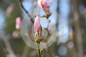 Fantastic Up Close Pink Magnolia Bud with Dew Drops