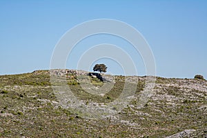 Fantastic view over a lonesome tree