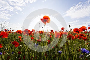 Fantastic view of wonderful poppy field in late may. Gorgeously