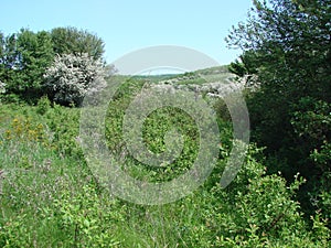 Fantastic views of blooming spring nature of endless steppes and forest belts of southern Ukraine.