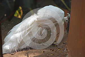 A fantastic white color peacock is nearing premises of a house at my place. This creature is a national bird of india