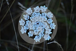 Fantastic White Flower In Rebedul Meadows In Lugo. Flowers Landscapes Nature.