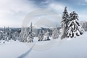 Fantastic winter landscape