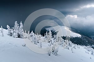 Fantastic winter landscape with snowy trees