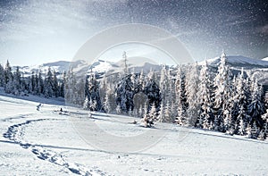 Fantastic winter meteor shower and the snow-capped mountains. Carpathians. Ukraine, Europe