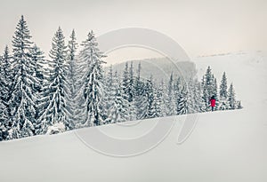 Fantastic winter panorama of mountain forest with snow covered fir trees. Bright outdoor scene, Happy New Year celebration concept