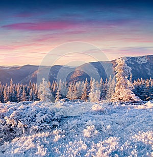Fantastic winter sunrise in Carpathian mountains with rime cower