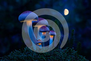 Fantastic world of mushrooms. Glowing mushrooms in the night for