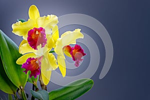 Fantastic  yellow orchid with purple red lip of genus Cattleya variety Blc. Alma Kee on grey background