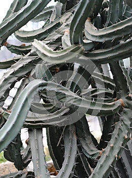 Fantastical cactus photo