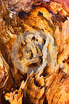 Fantastical wooden texture photo