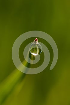 Fantastically beautiful Dewdrop on the green grass close-up. Macro