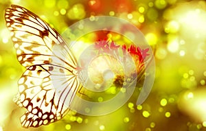 Fantasy butterfly on flower