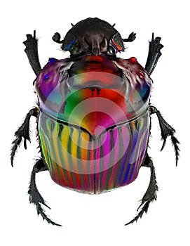 Fantasy colors on Oxysternon conspicillatum dung beetle
