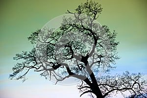 Fantasy enchanted tree silhouette against green sky