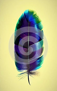 Fantasy feather - abstract digital art