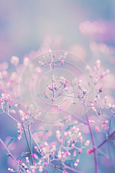 Fantasy flower, nature vintage pastels background