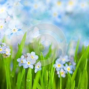 Fantasy Gentle Floral Background / Blue Flowers Defocused