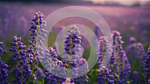 Fantasy gentle floral background with blue flowers in defocused setting