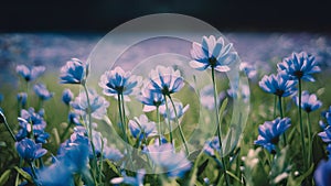 Fantasy gentle floral background with blue flowers in defocused setting