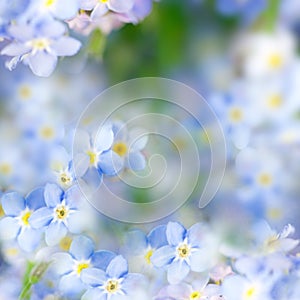 Fantasy Gentle Spring Background / Blue Flowers Defocused