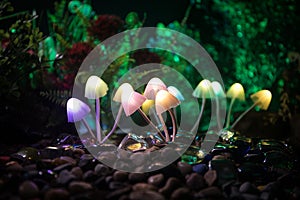 Fantasy glowing mushrooms in mystery dark forest close-up. Beautiful macro shot of magic mushroom or souls lost in avatar forest.