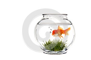Fantasy Goldfish Bowl