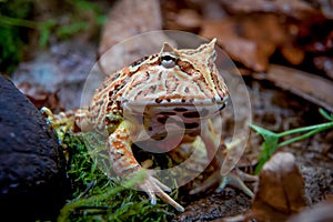 The Fantasy horned frog photo