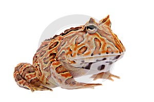 The Fantasy horned frog isolated on white