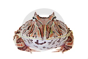 The Fantasy horned frog isolated on white