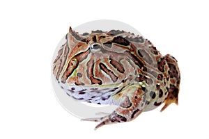 The Fantasy horned frog isolated on white