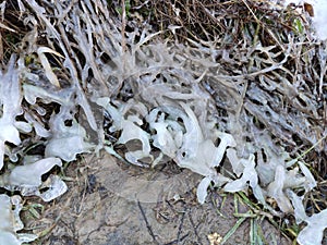 Fantasy icing of grass in winter