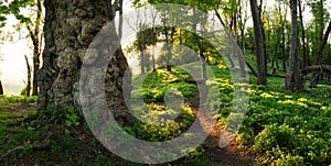 Fantasy old tree in mystical green forest