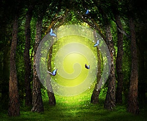 Fantasy world. Enchanted forest with magic lights, beautiful butterflies and way between trees photo