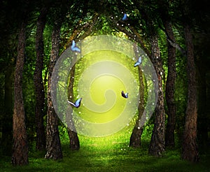 Fantasy world. Enchanted forest with magic lights, beautiful butterflies and way between trees