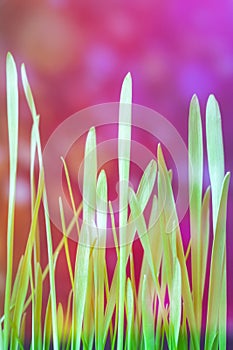 Fantasy world. grass with magic lights in enchanted forest, banner design