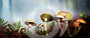 Fantasy world. Mushrooms with magic lights in enchanted forest, banner design