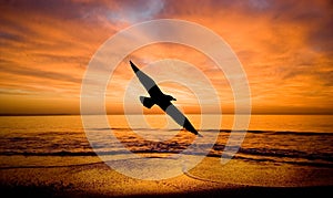 Fantazia-Flight to a bird.