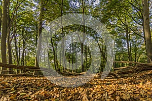 Fantstic day of autumn in the forest with branches of trees and dry leaves on the ground