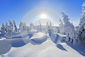 Far away in the high mountains covered with white snow stand few green trees in the magical snowflakes among fields on a winter.