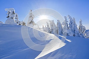 Far away in the high mountains covered with white snow stand few green trees in the magical snowflakes among fields on a winter.