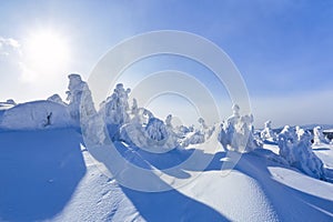 Far away in the high mountains covered with white snow stand few green trees in the magical snowflakes among fields on a winter.