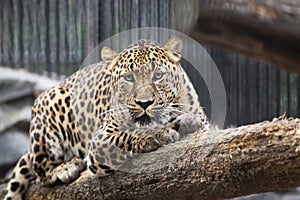 Far east leopard is lying on a log