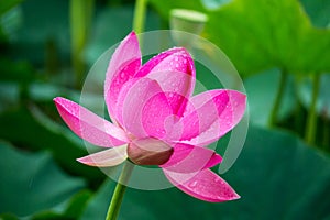 Far east lotus flower