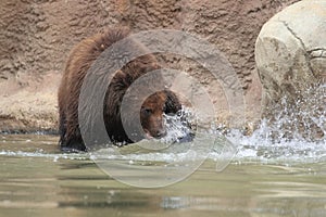 Far Eastern brown bear