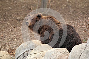 Far eastern brown bear