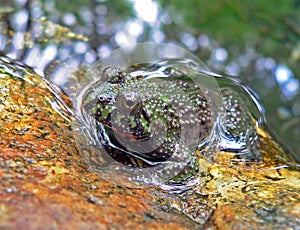 Far-eastern Fire-bellied Toad