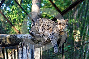 Far eastern forest cat at the zoo